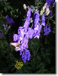 omj na Sejfskm potoce